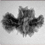 15 Mukhi Trijuti 24.5mm 2.35gm - Inverse xray