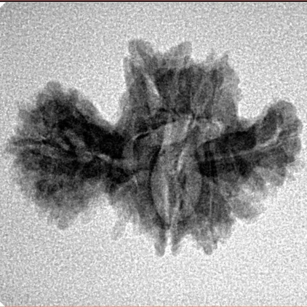 15 Mukhi Trijuti 24.5mm 2.35gm - Inverse xray
