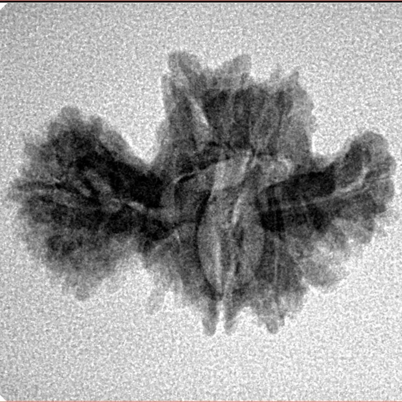 15 Mukhi Trijuti 24.5mm 2.35gm - Inverse xray