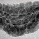 1 Mukhi Rudraksha 36.5mm 4.55gm - Inverse xray