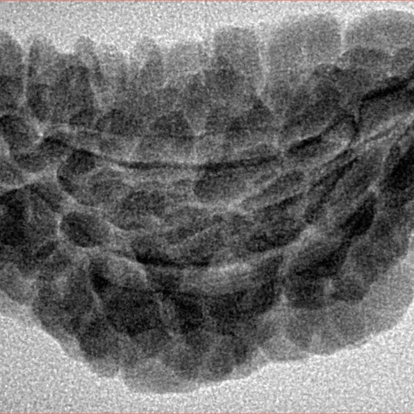 1 Mukhi Rudraksha 36.5mm 4.55gm - Inverse xray