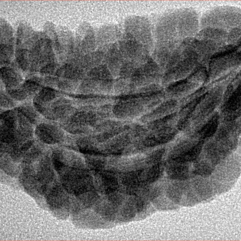 1 Mukhi Rudraksha 36.5mm 4.55gm - Inverse xray