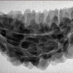 1 Mukhi Rudraksha 36.2mm 5.5gm - Inverse xray