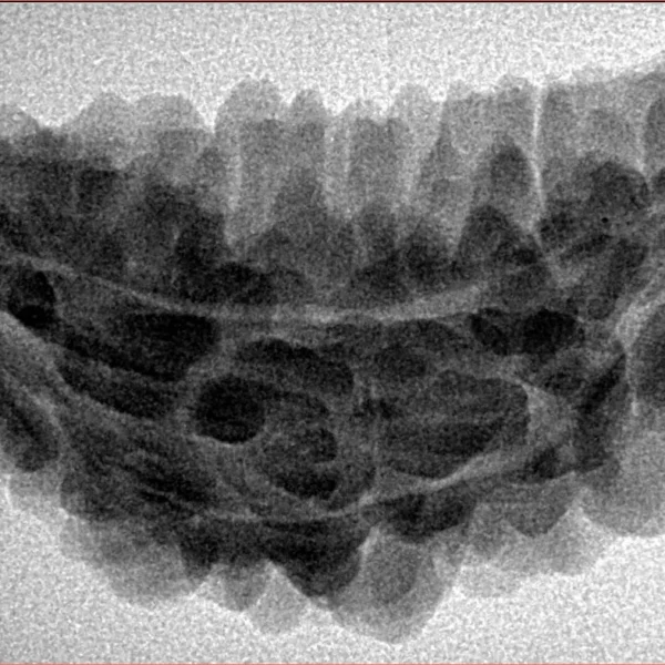 1 Mukhi Rudraksha 36.2mm 5.5gm - Inverse xray