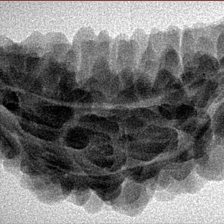 1 Mukhi Rudraksha 36.2mm 5.5gm - Inverse xray