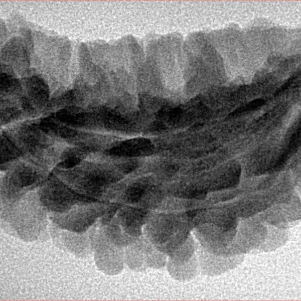 1 Mukhi Rudraksha 35mm 4.84gm - Inverse xray