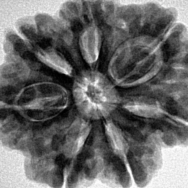 7 Mukhi Rudraksha 27.5mm 6.29gm - Inverse xray