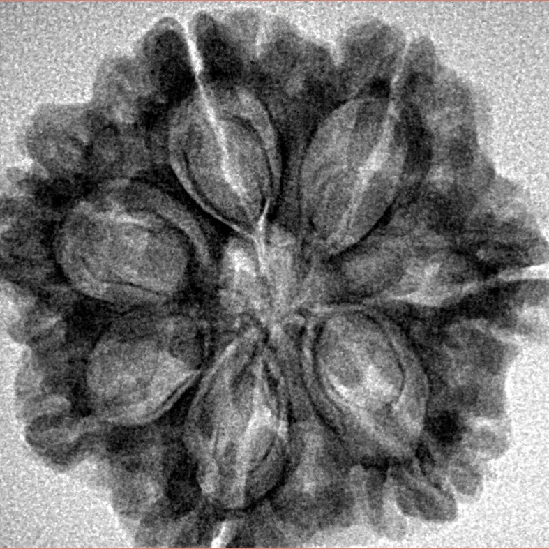 7 Mukhi Rudraksha 27.3mm 4.24gm - Inverse xray