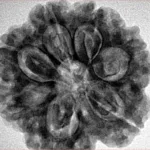 7 Mukhi Rudraksha 27.7mm 6.89gm - Inverse xray