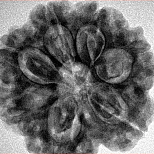 7 Mukhi Rudraksha 27.7mm 6.89gm - Inverse xray