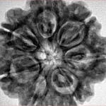 7 Mukhi Rudraksha 28.3mm 7gm - Inverse xray