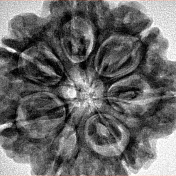 7 Mukhi Rudraksha 28.3mm 7gm - Inverse xray