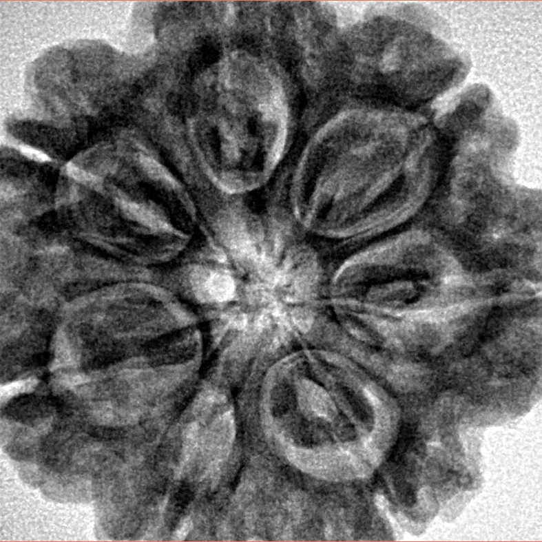 7 Mukhi Rudraksha 28.3mm 7gm - Inverse xray