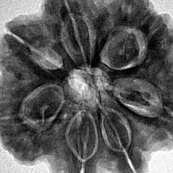 7 Mukhi Rudraksha 27.6mm 7.68gm - Inverse xray