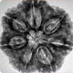 7 Mukhi Rudraksha 27.5mm 6.5gm - Inverse xray