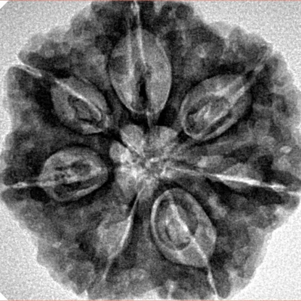 7 Mukhi Rudraksha 27.5mm 6.5gm - Inverse xray