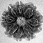 8 Mukhi Rudraksha 22.5mm 3.76gm - Inverse xray