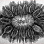 14 Mukhi Rudraksha 32.3mm 7.07gm - Inverse xray