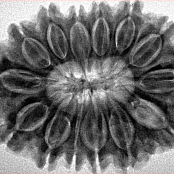 14 Mukhi Rudraksha 32.3mm 7.07gm - Inverse xray