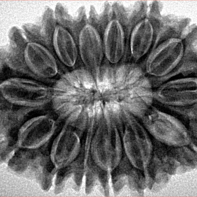 14 Mukhi Rudraksha 32.3mm 7.07gm - Inverse xray
