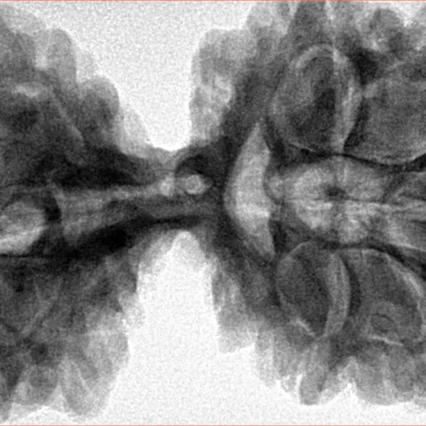 10 Mk Gaurishankar 43.8mm 11gm - Inverse xray