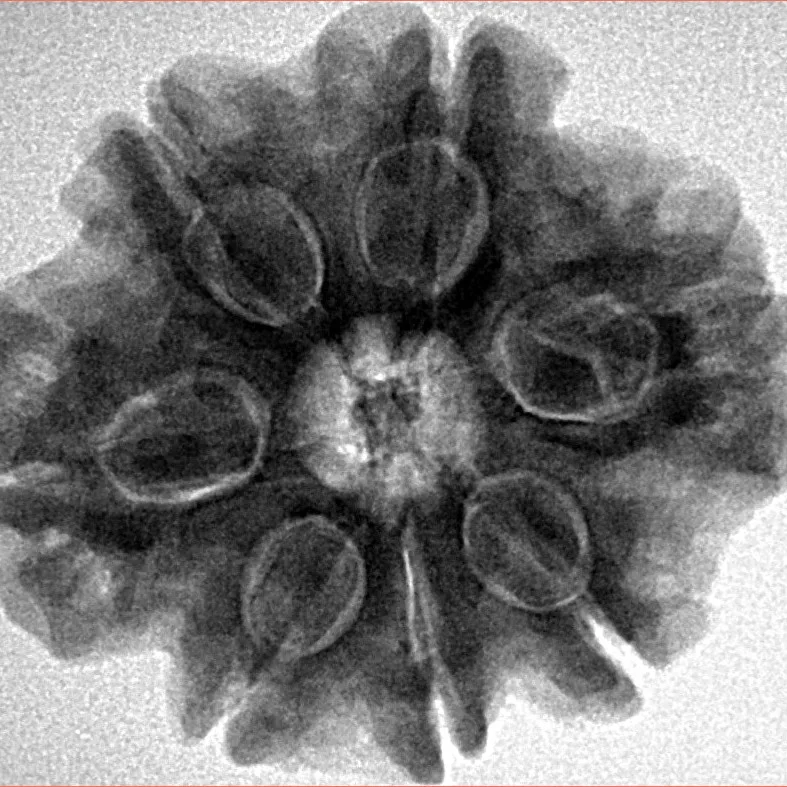7 Mukhi Rudraksha 27.5mm 6.24gm - Inverse xray
