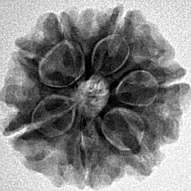 7 Mukhi Rudraksha 21mm 3.58gm - Inverse xray
