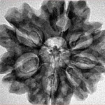 7 Mukhi Rudraksha 28.9mm 5.07gm - Inverse xray