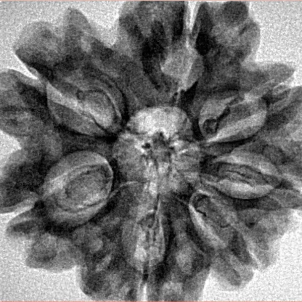 7 Mukhi Rudraksha 28.9mm 5.07gm - Inverse xray