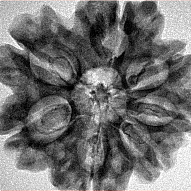 7 Mukhi Rudraksha 28.9mm 5.07gm - Inverse xray