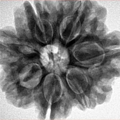 7 Mukhi Rudraksha 27.4mm 7.16gm - Inverse xray