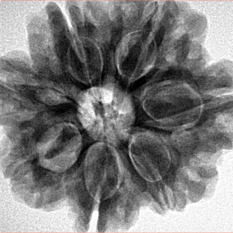 7 Mukhi Rudraksha 27.4mm 7.16gm - Inverse xray