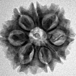 8 Mukhi Rudraksha 20.4mm 2.78gm - Inverse xray