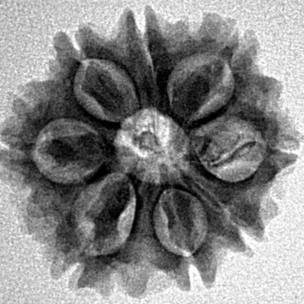 8 Mukhi Rudraksha 20.4mm 2.78gm - Inverse xray
