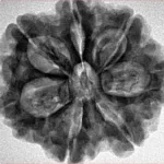 7 Mukhi Rudraksha 27.4mm 5.98gm - Inverse xray