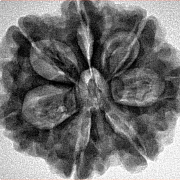 7 Mukhi Rudraksha 27.4mm 5.98gm - Inverse xray