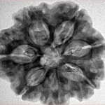 7 Mukhi Rudraksha 27.2mm 5.88gm - Inverse xray