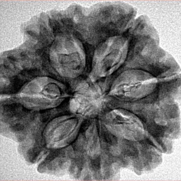 7 Mukhi Rudraksha 27.2mm 5.88gm - Inverse xray