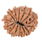 14 Mukhi Rudraksha 22.1mm 2.65gm - Rudraksha back