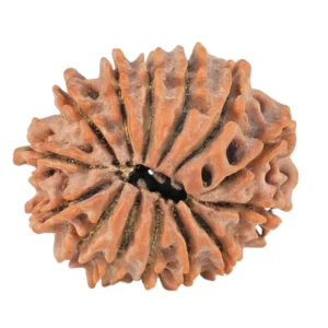 14 Mukhi Rudraksha 22.1mm 2.65gm - Rudraksha back