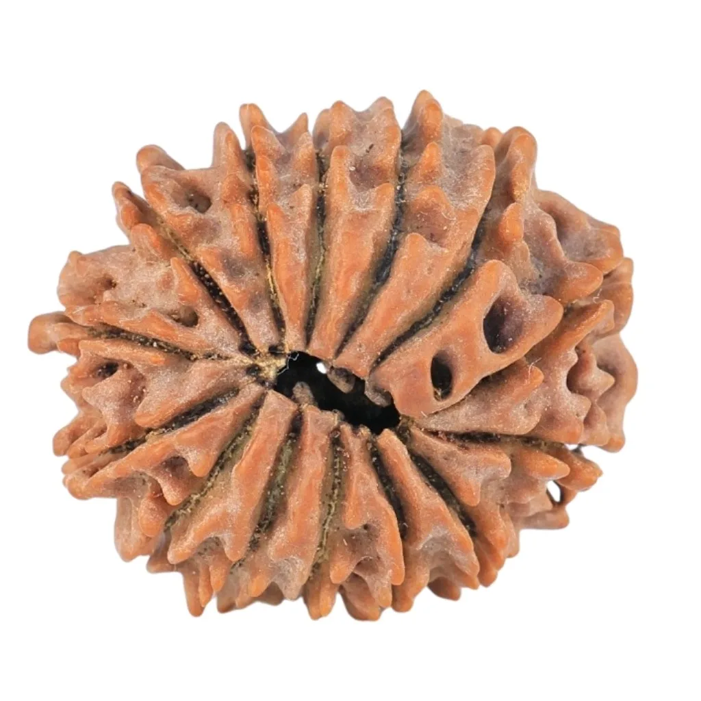 14 Mukhi Rudraksha 22.1mm 2.65gm - Rudraksha back
