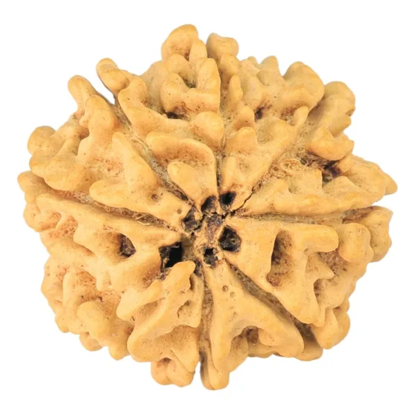 8 Mukhi Rudraksha 25.4mm 3.76gm - Rudraksha back