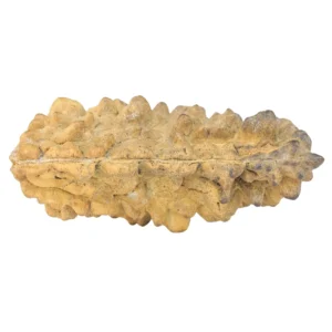 1 Mukhi Rudraksha 38.6mm 3.02gm - Rudraksha back
