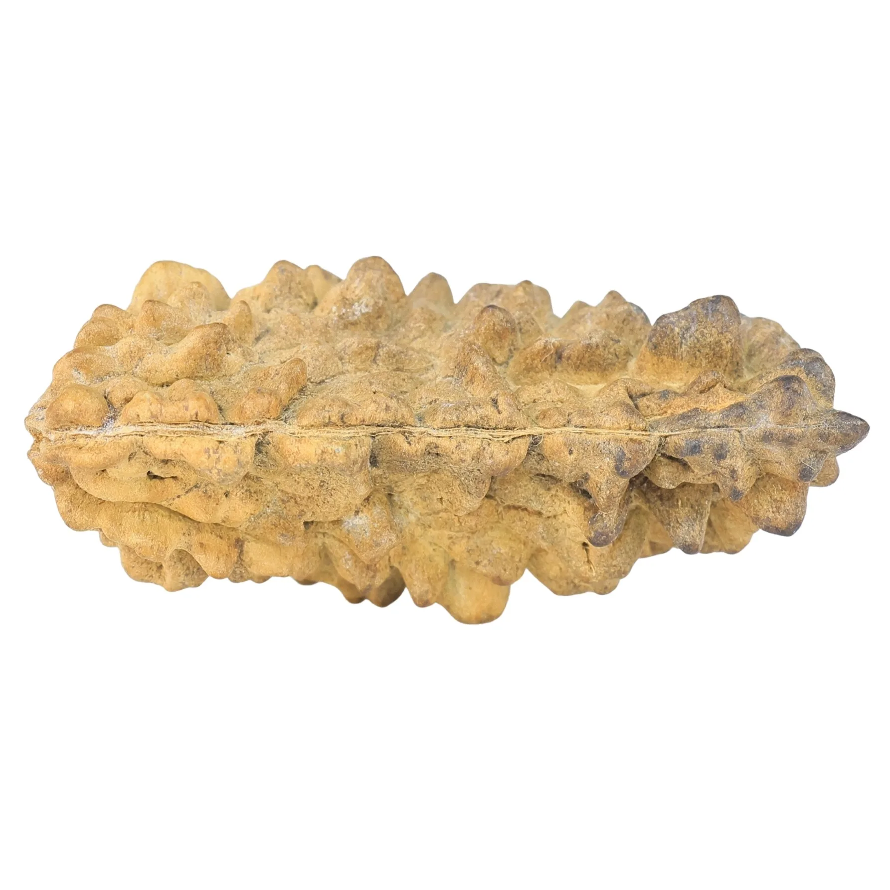 1 Mukhi Rudraksha 38.6mm 3.02gm - Rudraksha back