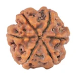 6 Mukhi Rudraksha 20.3mm 3.52gm - Rudraksha back