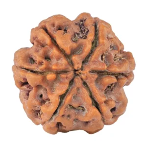 6 Mukhi Rudraksha 20.3mm 3.52gm - Rudraksha back