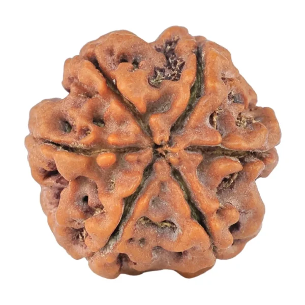 6 Mukhi Rudraksha 20.3mm 3.52gm - Rudraksha back