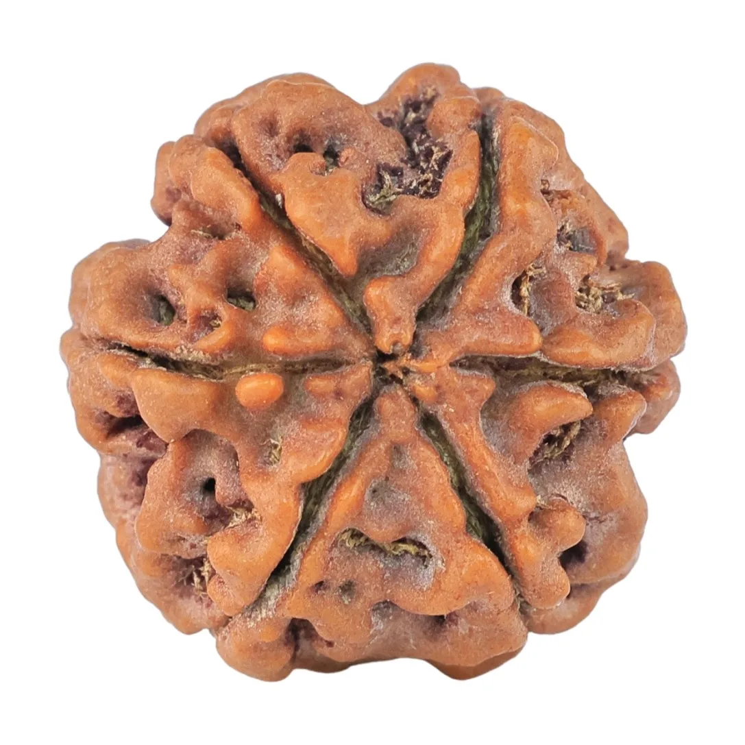 6 Mukhi Rudraksha 20.3mm 3.52gm - Rudraksha back