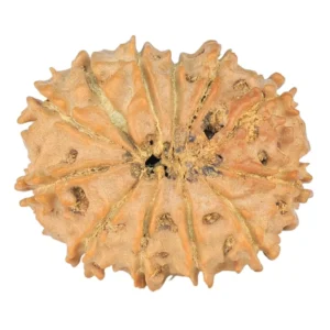 12 Mukhi Rudraksha 23.5mm 2.81gm - Rudraksha back