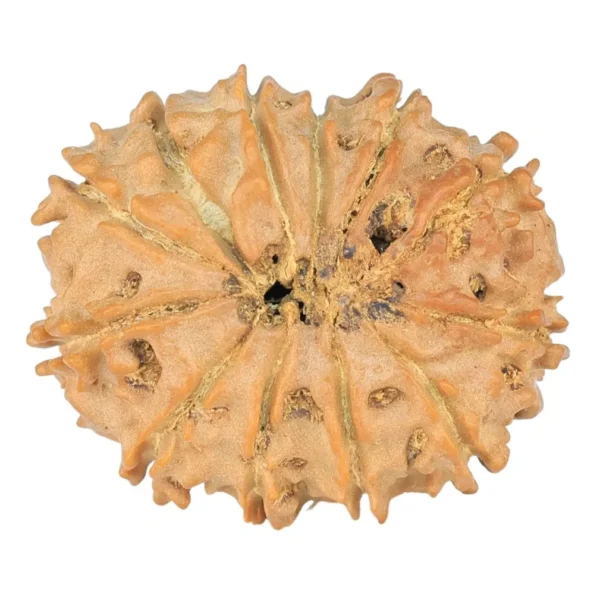 12 Mukhi Rudraksha 23.5mm 2.81gm - Rudraksha back